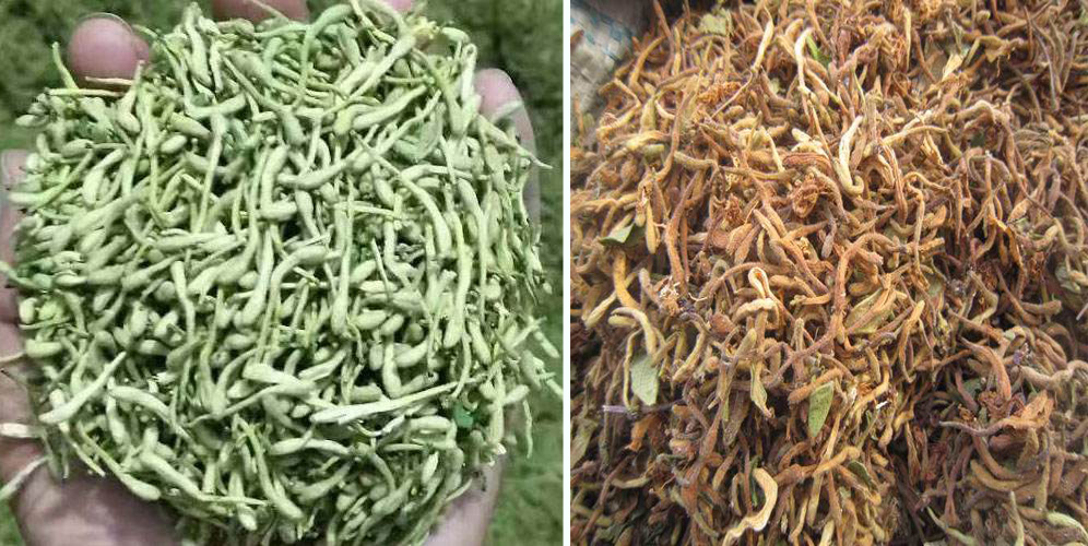 烘干金銀花畝產利潤多少？專業廠家詳解真實利潤